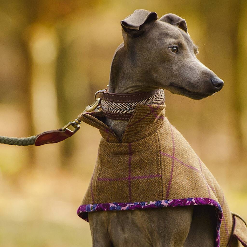 annie's greyhound coats