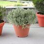 Rosemary Officinalis 5 L – Fragrant Evergreen Shrub In Patio Ready Pot For Garden, thumbnail 1 of 2