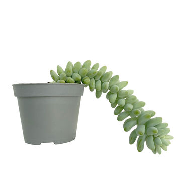 Trailing Succulent House Plant Burro's Tail, 3 of 3