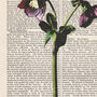 Hellebore, Vintage Collection Print, thumbnail 2 of 4