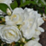 Floribunda Rose 'Iceberg' One X Bare Rooted Plant, thumbnail 5 of 6