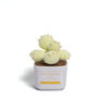 Tranquil Crochet Succulent Plants, thumbnail 5 of 12
