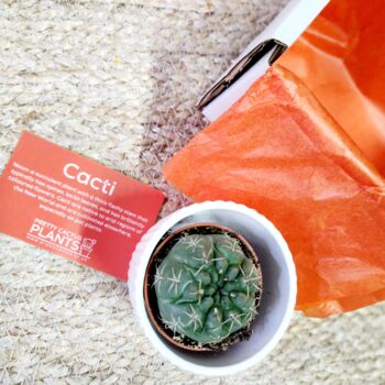 Small Cactus Houseplant In Ceramic Pot, 3 of 8