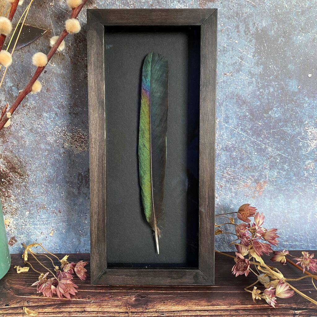 Framed Magpie Feather, 1 of 1