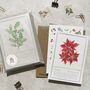 Christmas Botanical Six Cards And Envelopes, thumbnail 1 of 10