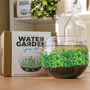 Water Garden Grow Kit, thumbnail 2 of 4