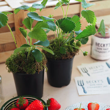 Grow Your Own Strawberry Jam Gardening Gift, 10 of 10