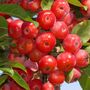 Fruit Tree Crabapple 'Red Sentinel' One X 10 L Pot, thumbnail 1 of 5