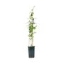 Fragrant Jasminum Officinale – Climbing Jasmine 3 L Pot, thumbnail 2 of 5