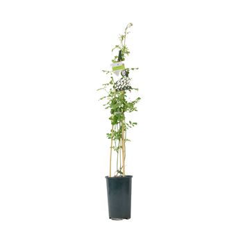 Fragrant Jasminum Officinale – Climbing Jasmine 3 L Pot, 2 of 5