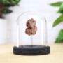 Dinosaur Poo Fossil Bell Jar Real Authentic Jurassic Dinosaur Fossil Museum Quality Natural History Interior Design Home Decor Display Gift Ornament, thumbnail 1 of 4