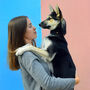 Experience With Your Dog, thumbnail 4 of 4