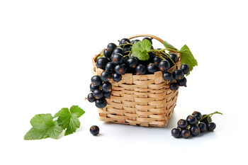 Blackcurrant Plants, 'Titania', 12 of 12