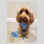 Blue Polka Dot Dog Poo Bag Holder, thumbnail 5 of 5