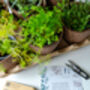 Christmas Dinner Herb Collection Six X Nine Cm Herbs With Pots, Booklet, Snips And Wooden Plant Labels, thumbnail 6 of 8
