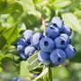 Fruit Plant Blueberry 'Sunshine Blue' In Two Litre Pot, thumbnail 5 of 5