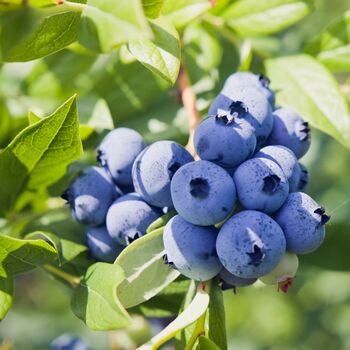 Fruit Plant Blueberry 'Sunshine Blue' In Two Litre Pot, 5 of 5