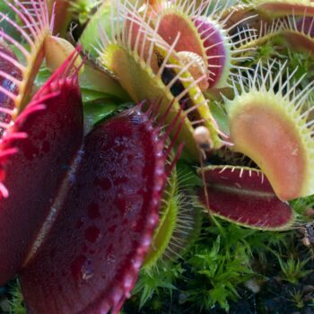 New Carnivorous Plants Seed Kit, 2 of 3