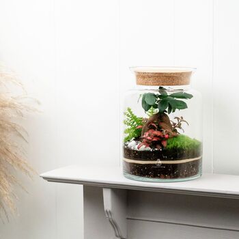 Beginner Friendly Bonsai Terrarium Kit | 'Perth', 2 of 12