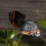 Recycled Metal Wall Butterflies, thumbnail 5 of 5