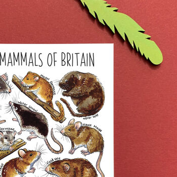 Small Mammals Of Britain Watercolour Postcard, 8 of 8