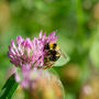 Christmas Bees Secret Santa Gifts: Bee Friendly Wildflower Seed Balls, thumbnail 6 of 7