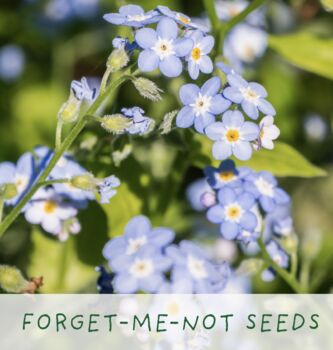 Seeds Of Love. Eco Grow Your Own Plant Kit, 6 of 7