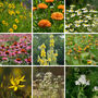 First Aid Herbal Garden Seeds, Multi Pack Collection, thumbnail 10 of 11