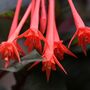 Garden Perennial Fuchsia 'Thalia' One X One Litre Pot, thumbnail 3 of 3