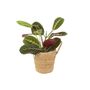 Maranta Leuconeura Prayer Plant – 12cm Tricolour Pot, thumbnail 3 of 7