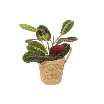 Maranta Leuconeura Prayer Plant – 12cm Tricolour Pot, 3 of 7