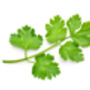 Herb Plants Coriander 12 X Plug Plant Pack, thumbnail 5 of 5