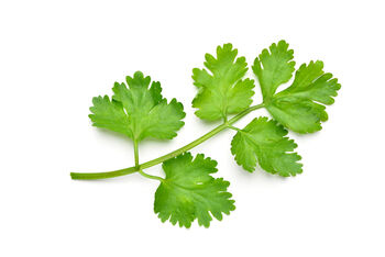 Herb Plants Coriander 12 X Plug Plant Pack, 5 of 5