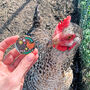 Chicken Enamel Pin, thumbnail 2 of 4