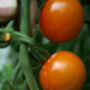 Grow Your Own Chilli And Tomato Seed Selection Pack, thumbnail 10 of 11