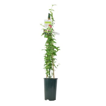 Pink Jasmine Jasminum Beesianum In 3 L Pot, 3 of 6