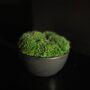 Preserved Small Moss Bowl, thumbnail 3 of 3