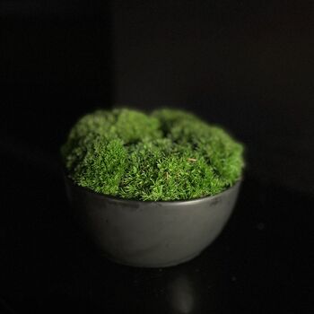 Preserved Small Moss Bowl, 3 of 3