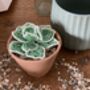 Echeveria Plant Beaded Craft Kit, thumbnail 4 of 4