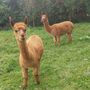 Alpaca Wrangler Experience For One Person Near York, thumbnail 3 of 5