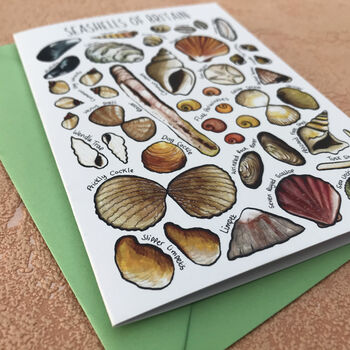 Seashells Of Britain Art Blank Greeting Card, 5 of 12