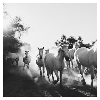 Camargue Horses Xv Fine Art Photographic Print, 2 of 4