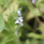 Forget Me Not Wildflower Seed Boxes, thumbnail 8 of 8