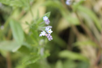 Forget Me Not Wildflower Seed Boxes, 8 of 8
