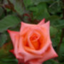 Rose Coral 35th Wedding Anniversary Rose Gift, thumbnail 2 of 2