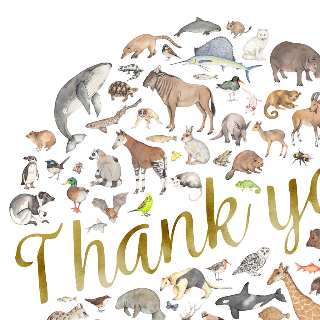 animal-thank-you-card-by-dani-williams-art-illustration