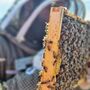 Beekeeping Experience In West Yorkshire, thumbnail 3 of 6