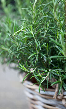 Herb Plants Rosemary Two X 9cm Pots, 3 of 4