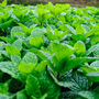 Herb Plants Garden Mint Two X 9cm Pots, thumbnail 6 of 10