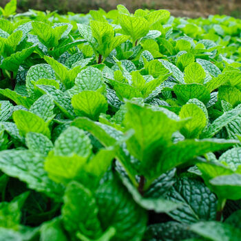 Herb Plants Garden Mint Two X 9cm Pots, 6 of 10